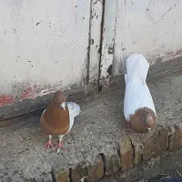 کفتر پلاکی کله ی