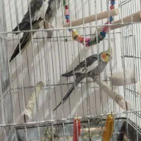 عروس هلندی