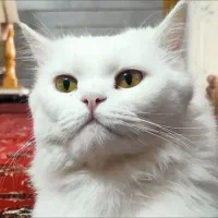 گربه پرشین نر واکسن خورده