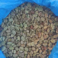 باقلا کیلویی150|حراج|لنده, |دیوار