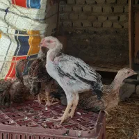 مرغ و جوجه لاری و مرغ محلی اصیل