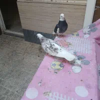 کفتر سرور.شازده آتیشی 10 جفت معاوضه با موتورمزاید|پرنده|نسیمشهر, |دیوار