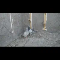 شکارسره ایی دوتاسبزکلاغ کلاهی اسطوره