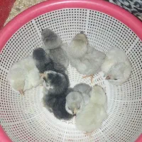 تخم مرغ نطفه دار نژاد گلین|حیوانات مزرعه|رفسنجان, |دیوار