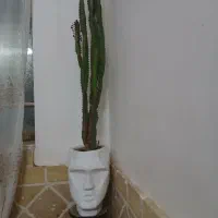 معاوضه میشه با کبوتر یا انگشتر