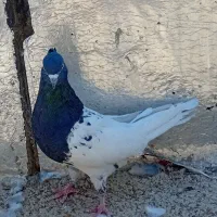 کله سبز.سیاه.جفت کله|پرنده|شیراز, میانرود|دیوار