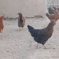 فروش خروس و وار