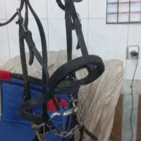 زین اسب|اسب و تجهیزات اسب‌سواری|مرند, |دیوار