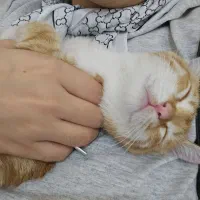 گربه نر دو سه ماهه|گربه|ارومیه, |دیوار
