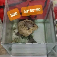 تعدادی آکواریوم مفت