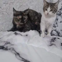 واگذاری گربه دوعدد