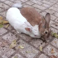 خرگوش|موش و خرگوش|نیشابور, رحمت آباد|دیوار