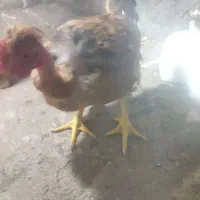 مرغ و خروس گردن لخت