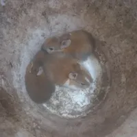 بچه خرگوش