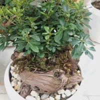 گل میخک طرح بنسای