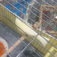 قناری نر|پرنده|کوهدشت, |دیوار