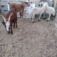 بره و بز|حیوانات مزرعه|حمیدیا, |دیوار