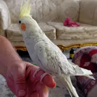 عروس هلندی دستی|پرنده|قرچک, میرزائی شمالی|دیوار