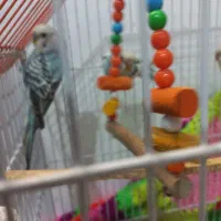 مرغ عشق آبی بسیار شلوغ|پرنده|سیاهکل, |دیوار