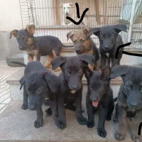 سگ ژرمن
