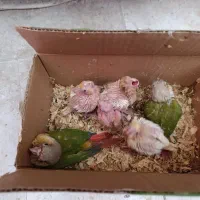 جوجه عروس لوتینو و گرینچیک سرلاکی|پرنده|علیآباد کتول, |دیوار