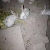 خرگوش نرم شیرین