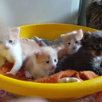 واگذاری|گربه|گرگان, |دیوار