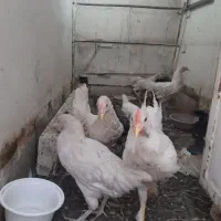 جوجه دورگ برهما|حیوانات مزرعه|تهران, هفده شهریور|دیوار