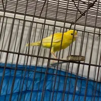 قناری|پرنده|رودبار, |دیوار