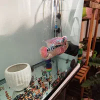 فلاور KML|ماهی|اندیشه, اندیشه فاز ۴|دیوار