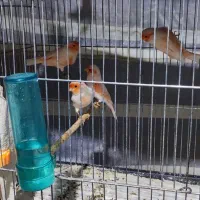 معاوضه قناری موزایکی نر با ماده