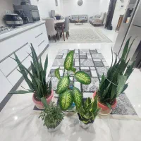 تکواحدی تماما فول   براصلی نفری*.  گلچین*