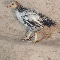 جوجه مرغ تخمگذار