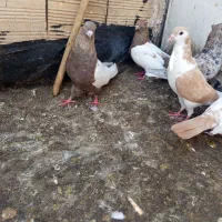 کبوتر صید رنگه هوایی