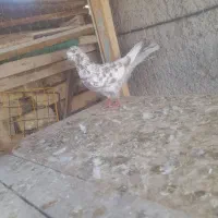 کبوتر|پرنده|سراب, |دیوار