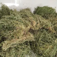 یونجه دست چین خالص|حیوانات مزرعه|مرند, |دیوار