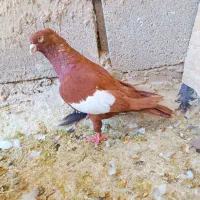 سرک سرخ دم سفید|پرنده|شیراز, ریاستی|دیوار