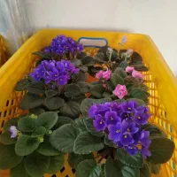 بنفشه آفریقایی