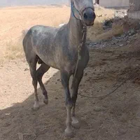 اسب نریان