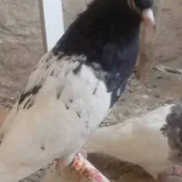 کفتر پرشی وغیره