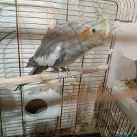 عروس هلندی تخم گزار