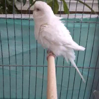 مرغ عشق مولد|پرنده|مرودشت, ژیان|دیوار