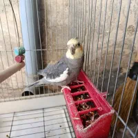 طوطی عروس هلندی|پرنده|محمدیه-قزوین, |دیوار