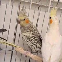 عروس هلندی نر و ماده سرحال|پرنده|پاکدشت, پارچین|دیوار