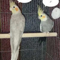عروس هلندی خاکستری