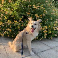 سگ اشپیتز گم شده  (20 میلیون مژدگانی به یابنده)|حیوانات|رشت, حومه رشت|دیوار