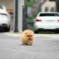 توله سگ‌پامر خرسی