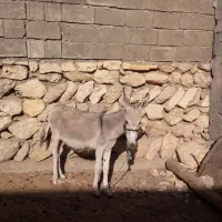 یک راس خر برا فروش