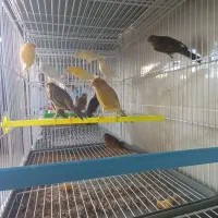 ماده قناری اماده اماده