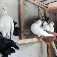 کبوتر دم چتری دم رنگی|پرنده|رودسر, |دیوار